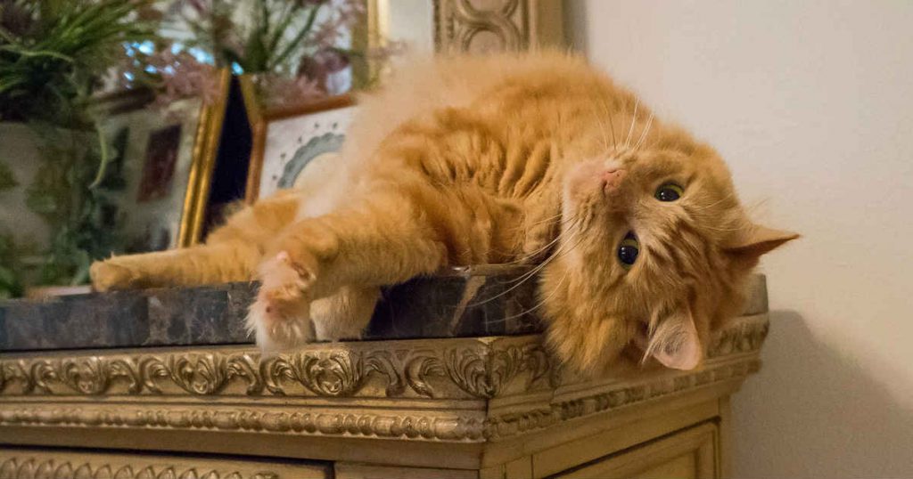 Old Gumbie Cat／英語歌詞を徹底解説